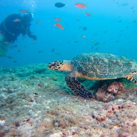 Sea turtles Photo: Robert Currer