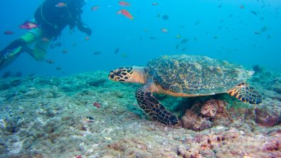 Sea turtles Photo: Robert Currer