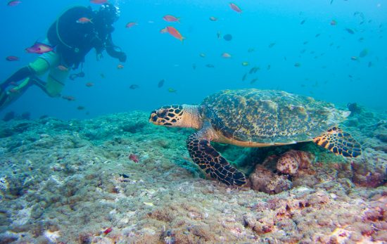Sea turtles Photo: Robert Currer