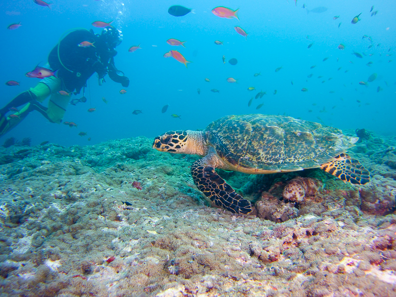 Sea turtles Photo: Robert Currer