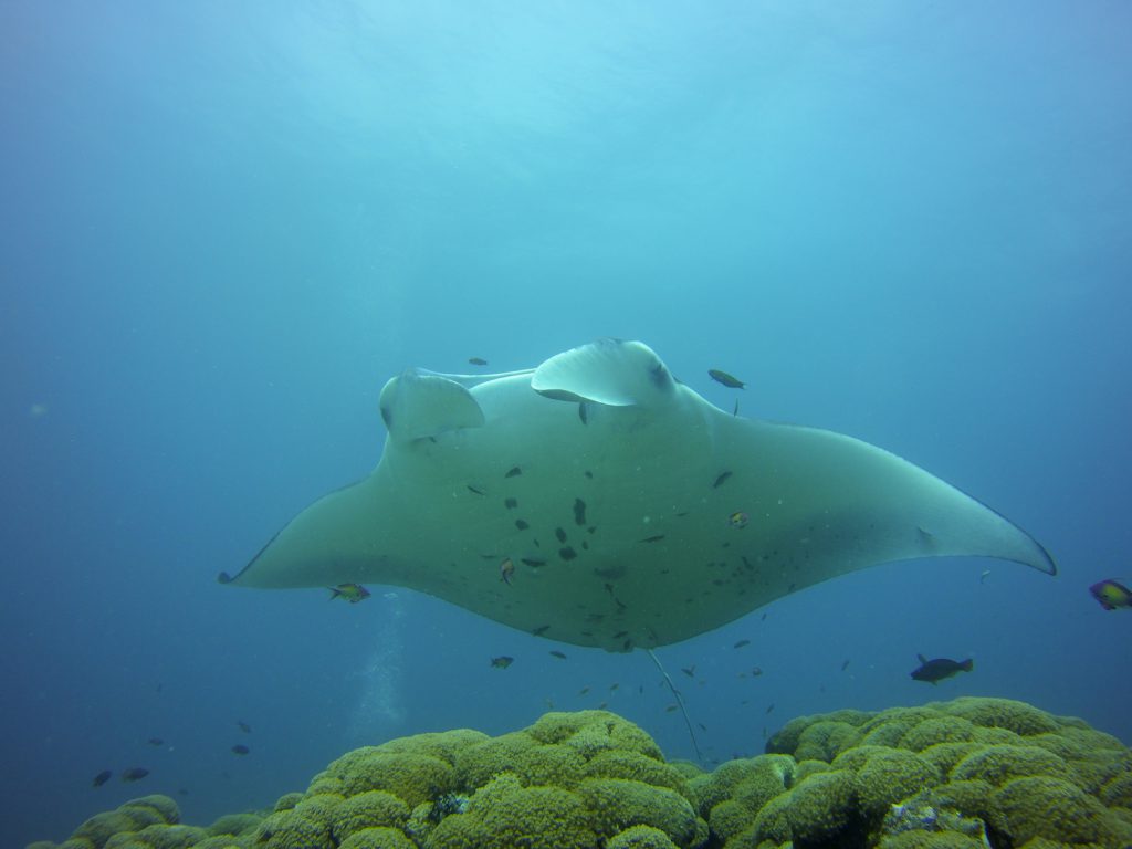 Manta Rays Photo: Robert Currer