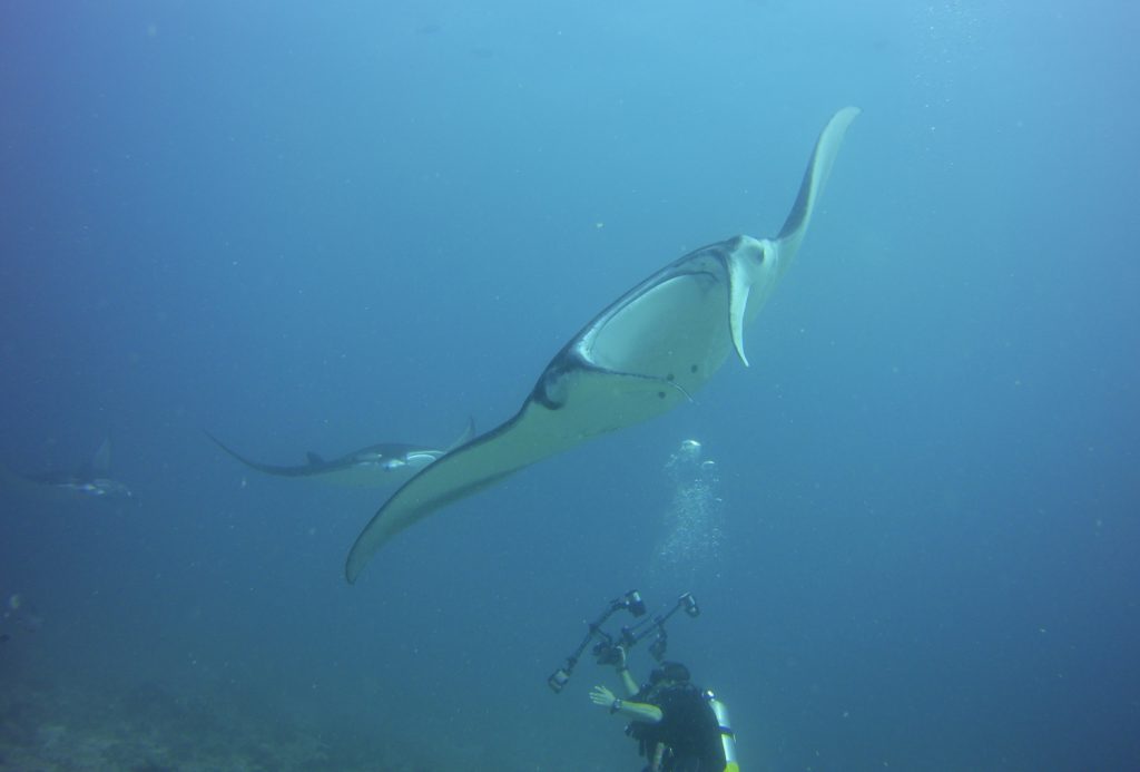 Manta Rays Photo: Robert Currer