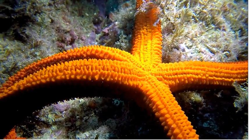 Starfish, Costa Brava