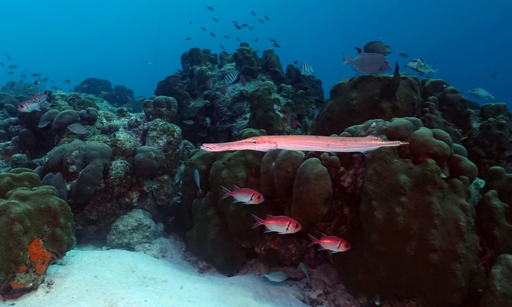 Divers Giving Back in Bonaire