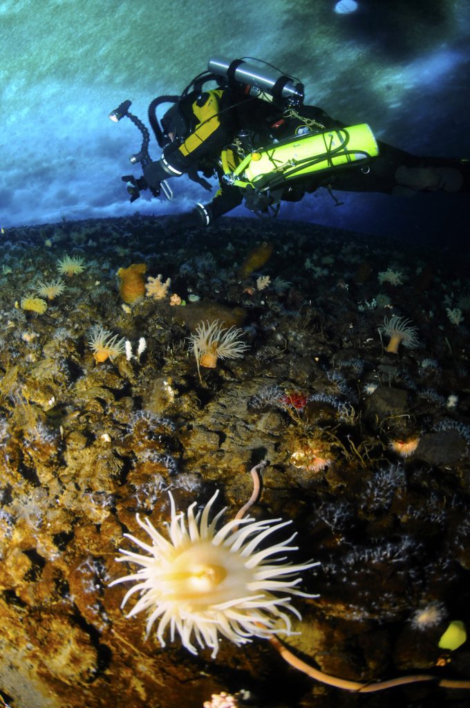 Rob Robbins diving Antarctica Photo: Jeff Bozanic