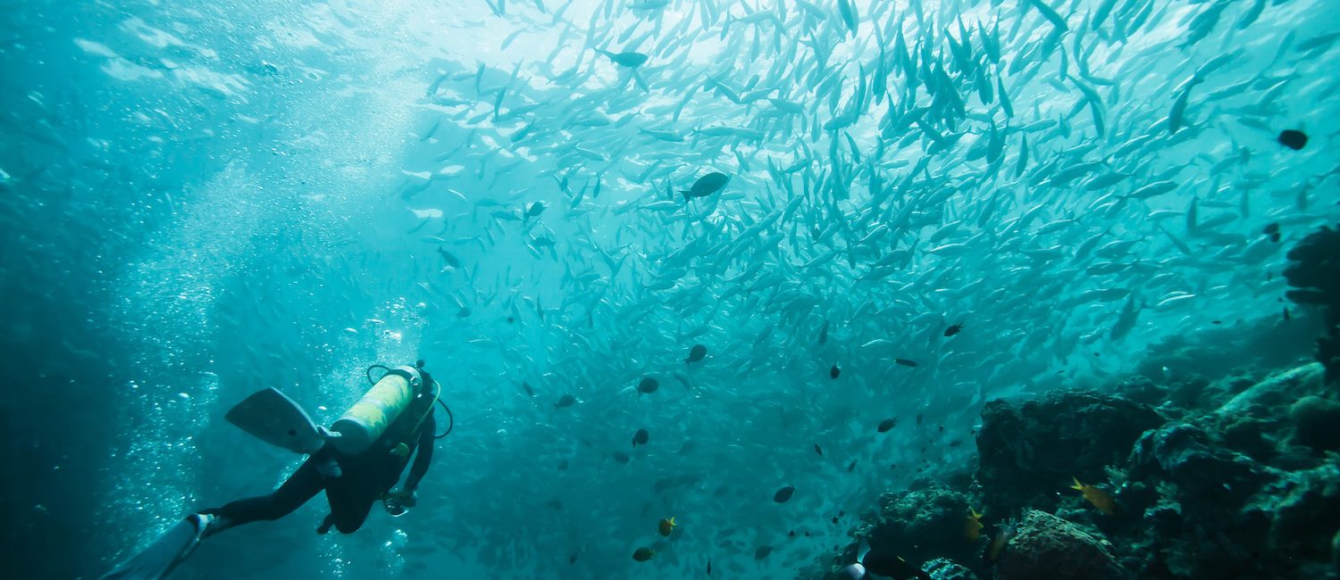 Diving in Derawan, Indonesia