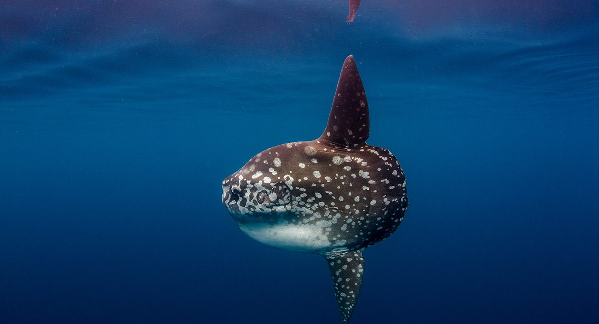 A New Reason to Visit Raja Ampat