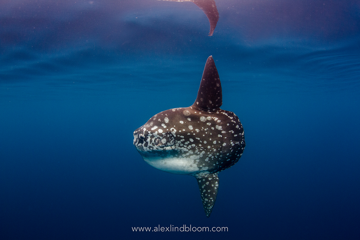 sun fish - alex lindbloom