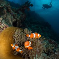 Diving the Coral Triangle Photo: Henley Spiers