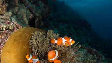 Diving the Coral Triangle Photo: Henley Spiers