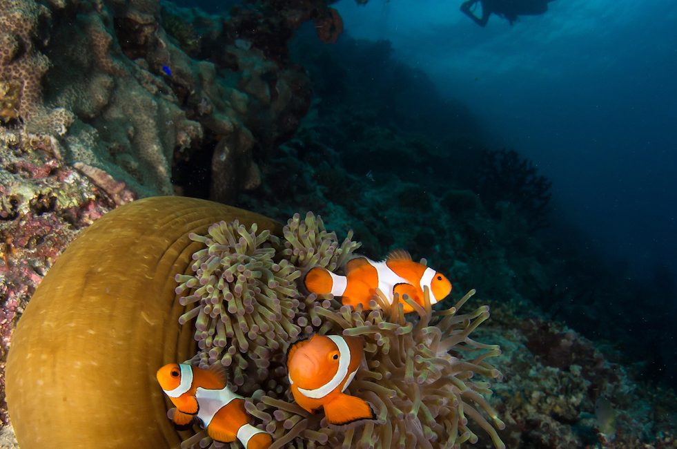 Protecting the Coral Triangle with Mission Blue