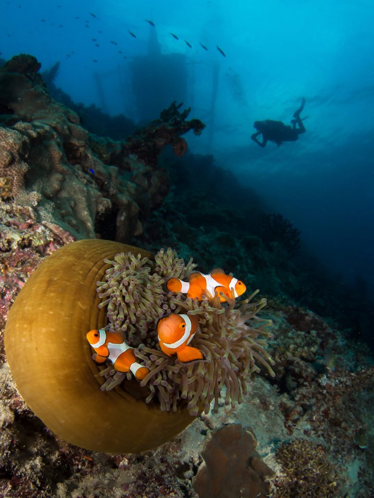 Diving the Coral Triangle Photo: Henley Spiers