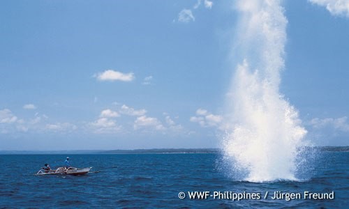 Bauan Diver's Sanctuary