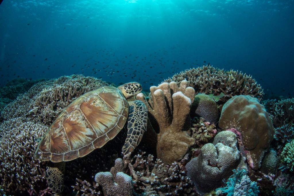 Diving the Coral Triangle Photo: Henley Spiers