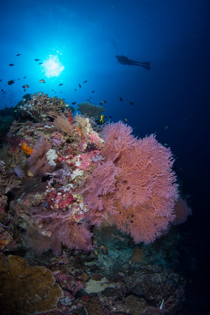 Diving the Coral Triangle Photo: Henley Spiers