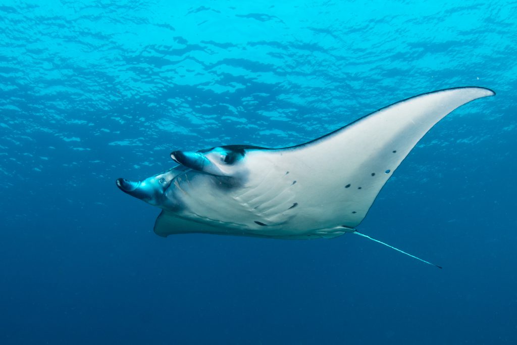 Diving the Coral Triangle Photo: Henley Spiers