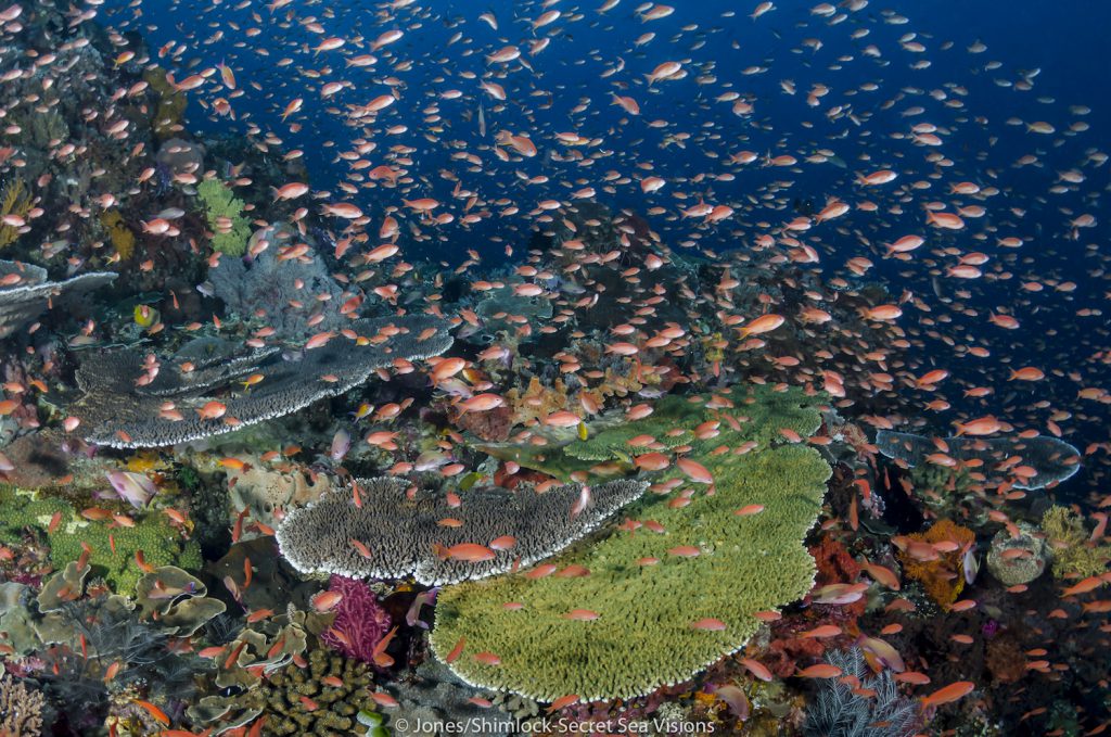 Coral Triangle Photo: Bird's Head Seascape