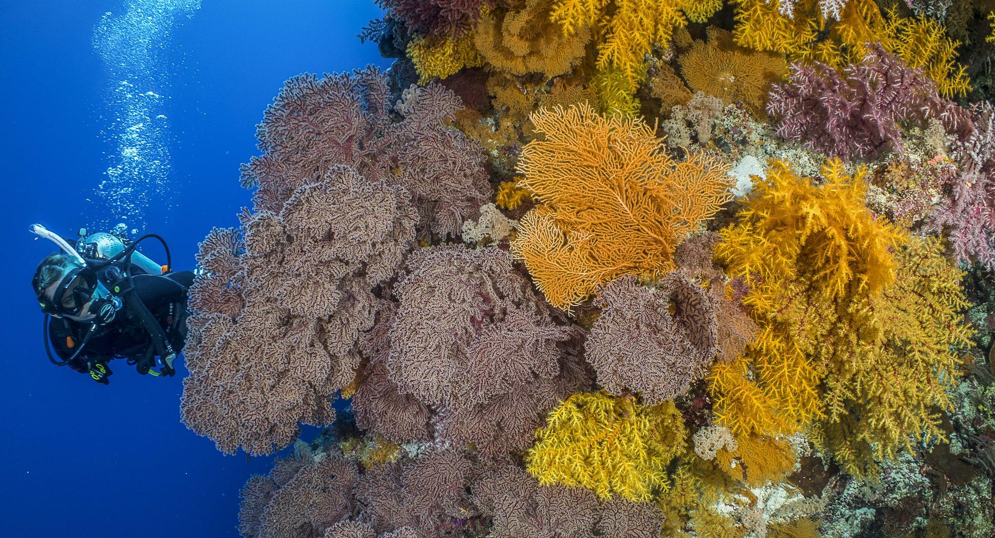best liveaboards great barrier reef