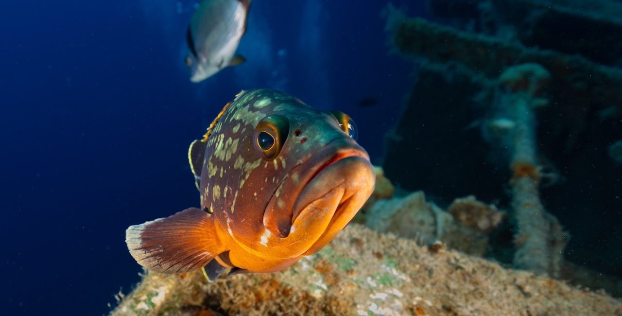 A Lust for Rust: The Best Wreck Dives in Cyprus