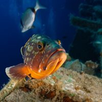 Dusky Mediterranean grouper -Epinephelus marginatus from the Zenobia shipwreck