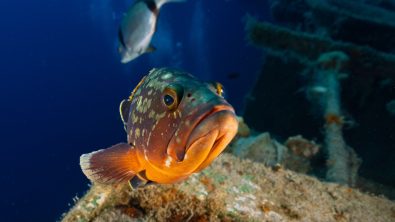 Dusky Mediterranean grouper -Epinephelus marginatus from the Zenobia shipwreck