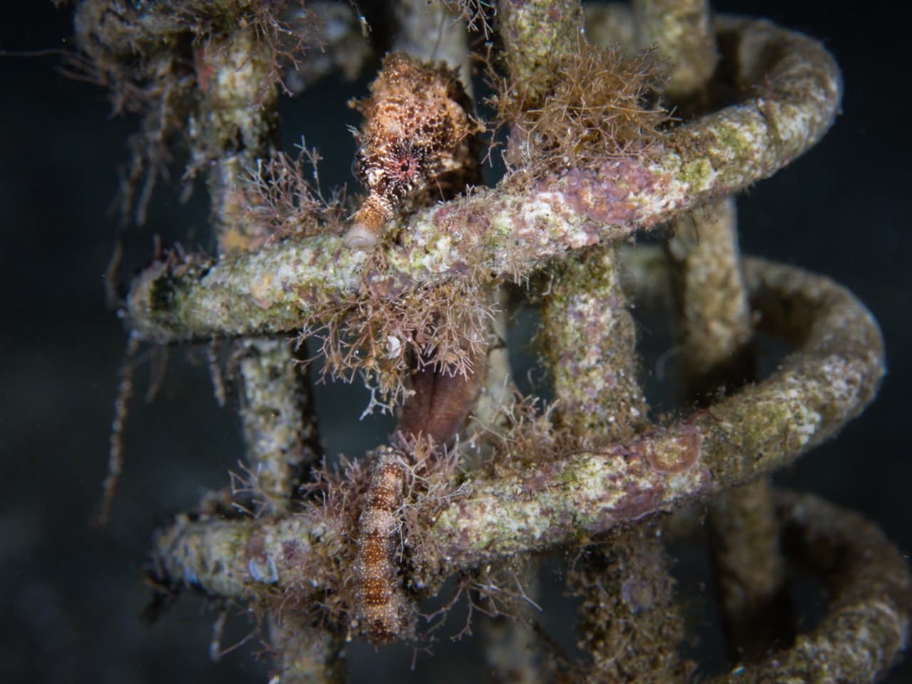 Well camouflaged inside a spring coil