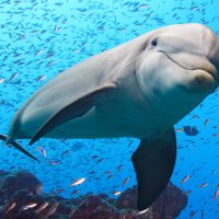 dolphins
