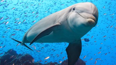 dolphins