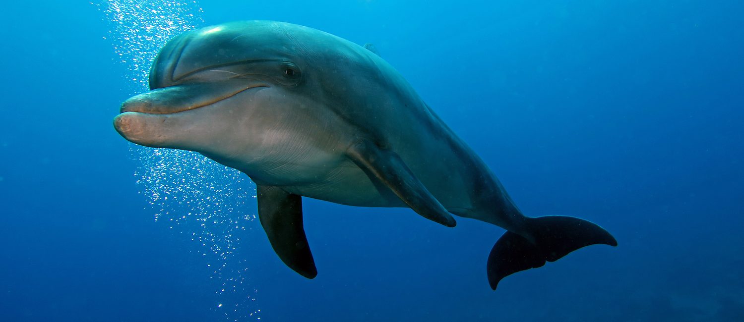 Timor-Leste: The Place to Be to Encounter Dolphins