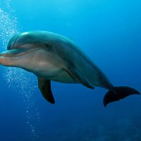 dolphin facts