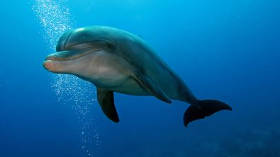 dolphin facts