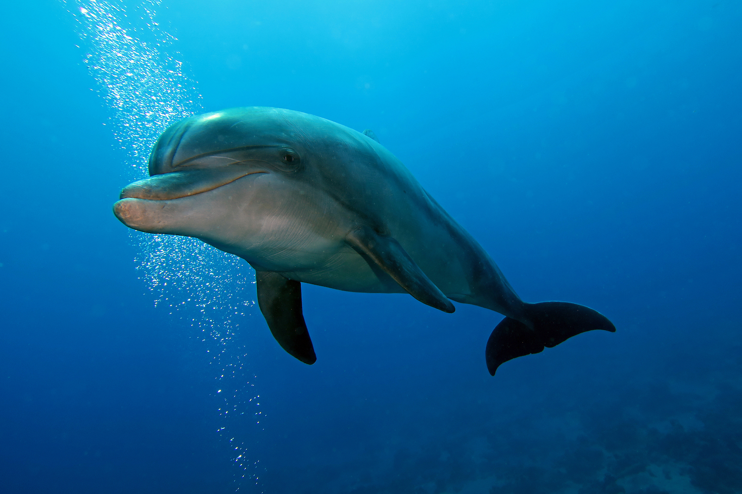 A bottlenose dolphin approaching the camera underwater, and a common sighting while diving on The Third Reef