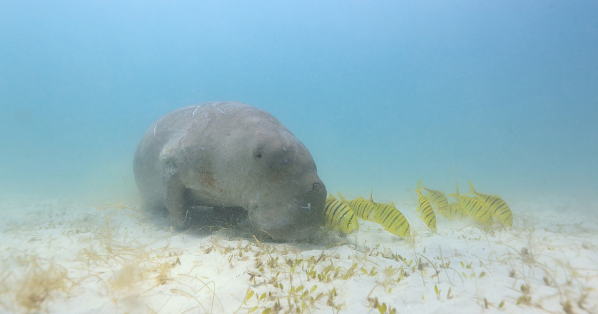 Diving with dugongs in the Philippines.