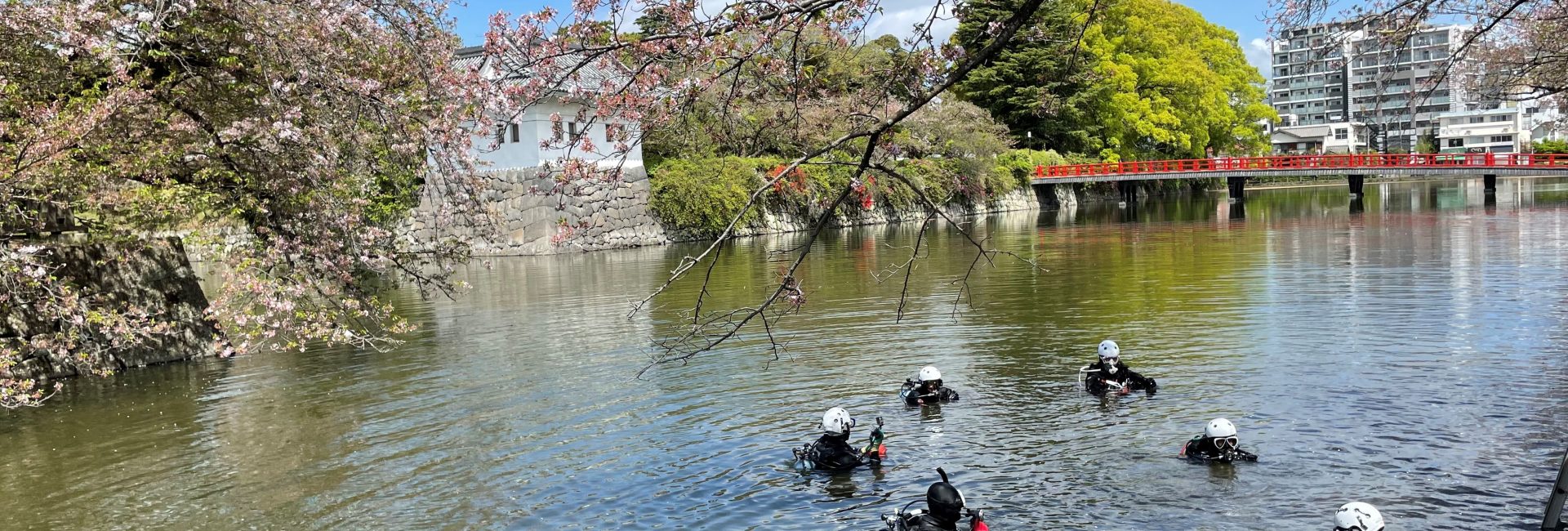 ダイバーによる小田原城のお堀の水中清掃が実施されました！