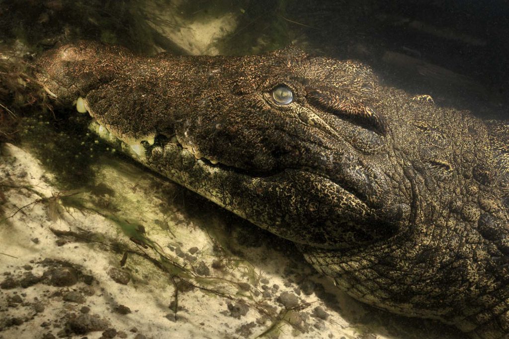 Nile crocodile in the Okavango River, Okavango Delta, Botswana, 2015. Page 51