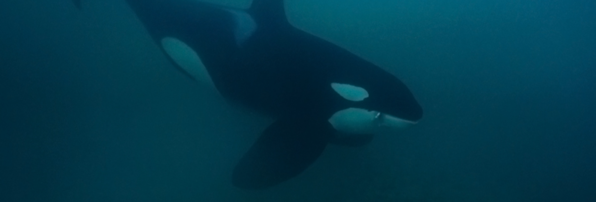 Documenting Arctic Giants in the Fjords of Northern Norway