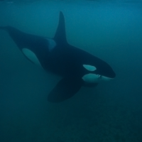 Big Male Orca in Shallow Water Birgitta Mueck