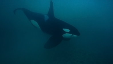 Big Male Orca in Shallow Water Birgitta Mueck