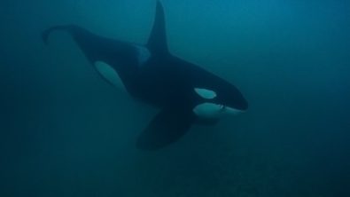 Big Male Orca in Shallow Water Birgitta Mueck