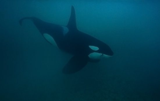 Big Male Orca in Shallow Water Birgitta Mueck