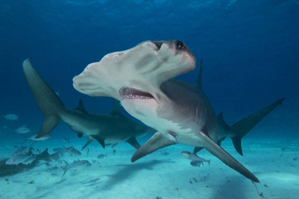 Great hammerhead sharks. The only view that really shows their hammers is from underneath. Bimini, Bahamas, 2016. Page 21