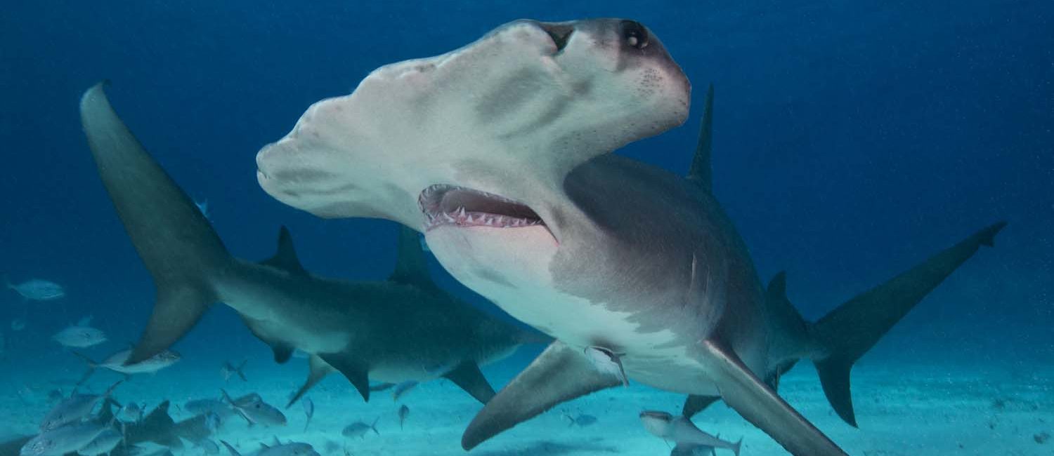 From Tiger Sharks to Nile Crocodiles, Al Hornsby’s New Book is Wildlife at Its Wildest