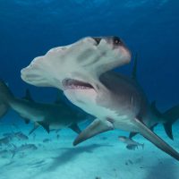 Great hammerhead sharks. The only view that really shows their hammers is from underneath. Bimini, Bahamas, 2016. Page 21