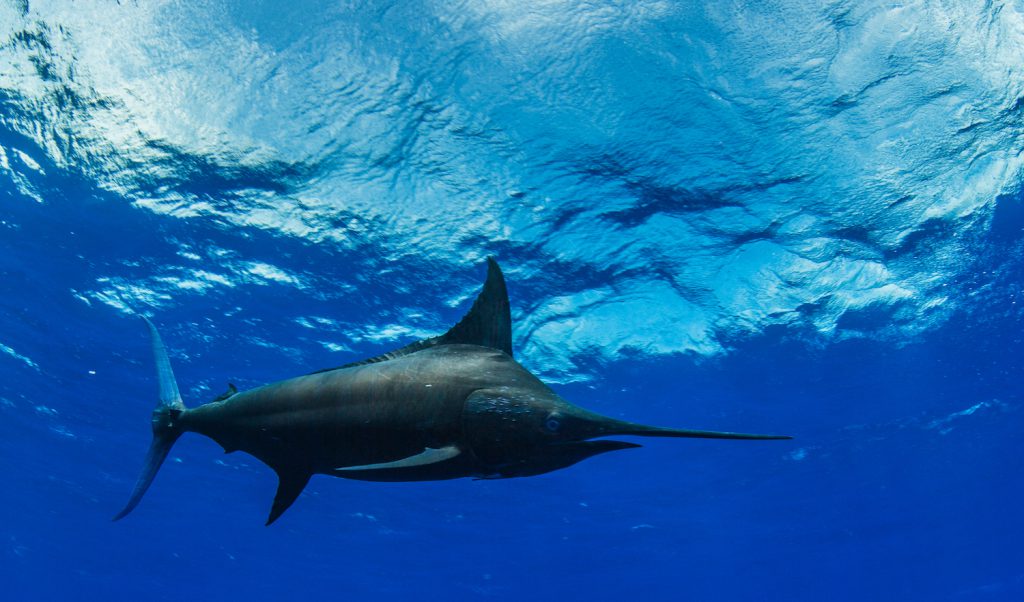 marlin swimming in the ocean