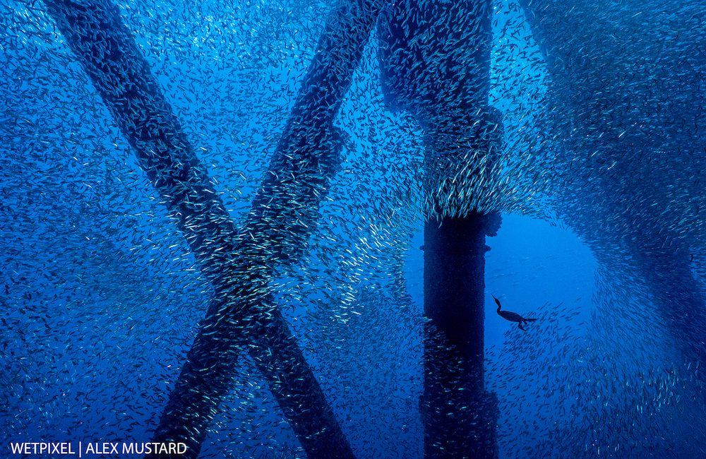 Close Focus: The Story Behind the Image