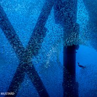 A Brandt's cormorant (Phalacrocorax penicillatus) hunts for a meal in a school of Pacific chub mackerel (Scomber japonicus), beneath an oil rig. Eureka Rig, Los Angeles, California, United States of America. North East Pacific Ocean. Photo: Alex Mustard
