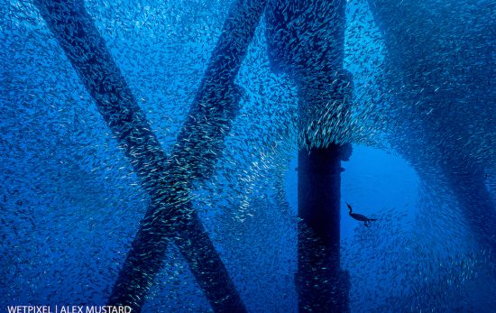 A Brandt's cormorant (Phalacrocorax penicillatus) hunts for a meal in a school of Pacific chub mackerel (Scomber japonicus), beneath an oil rig. Eureka Rig, Los Angeles, California, United States of America. North East Pacific Ocean. Photo: Alex Mustard