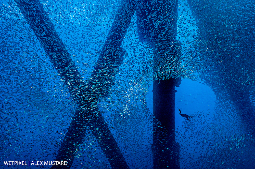 A Brandt's cormorant (Phalacrocorax penicillatus) hunts for a meal in a school of Pacific chub mackerel (Scomber japonicus), beneath an oil rig. Eureka Rig, Los Angeles, California, United States of America. North East Pacific Ocean. Photo: Alex Mustard