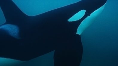Curious Male Orca Birgitta Mueck