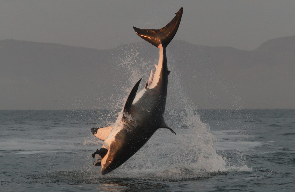 Olimpiadas de buceo